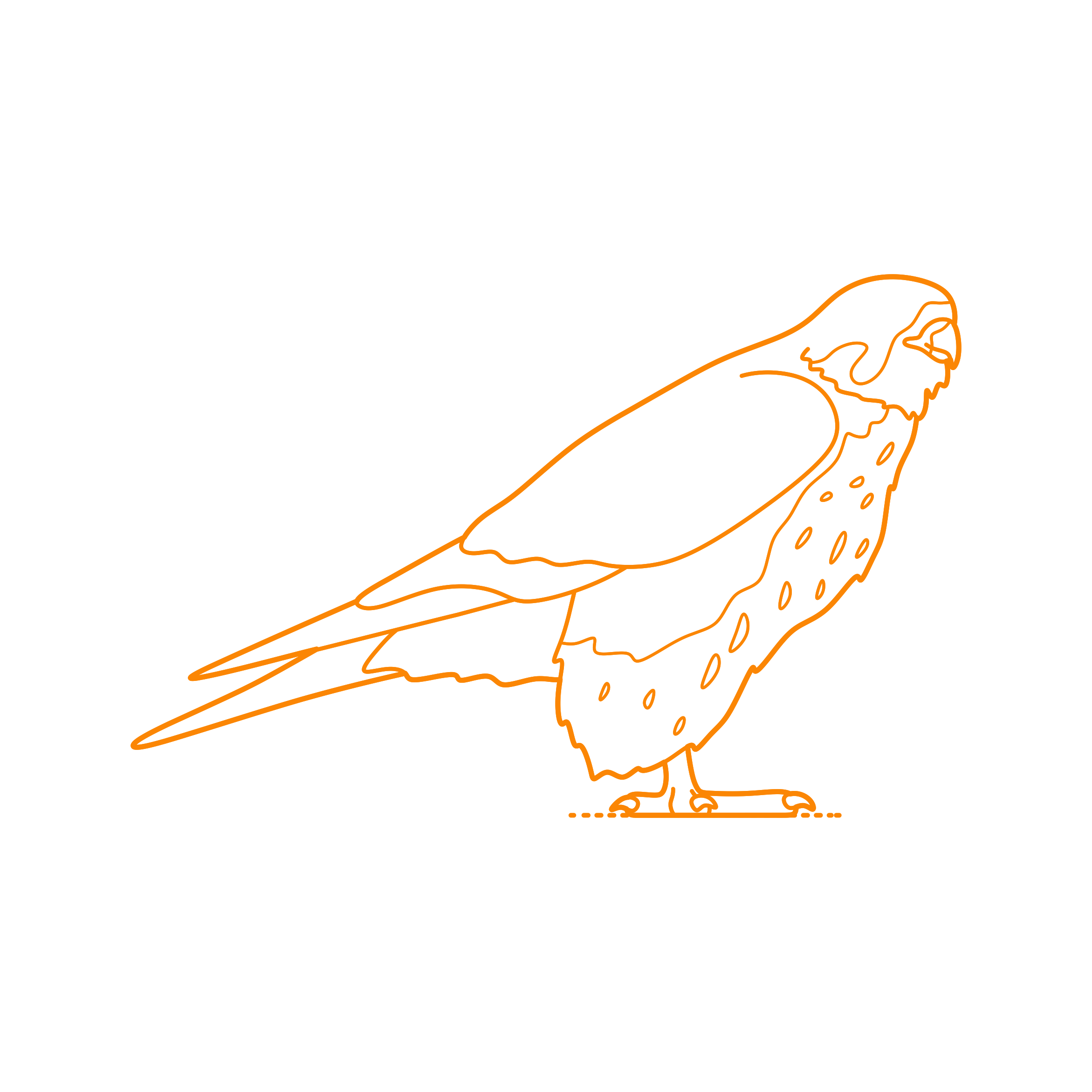Animals Birds Of Prey Prairie Falcon Line Tracing Svg Vector Free Vectors